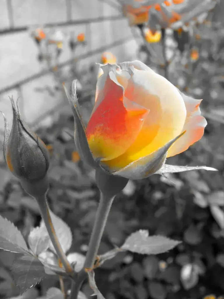 isolated color accent, пример 4