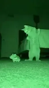 infrared night-vision, пример 3