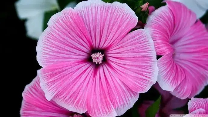 close-up, пример 3