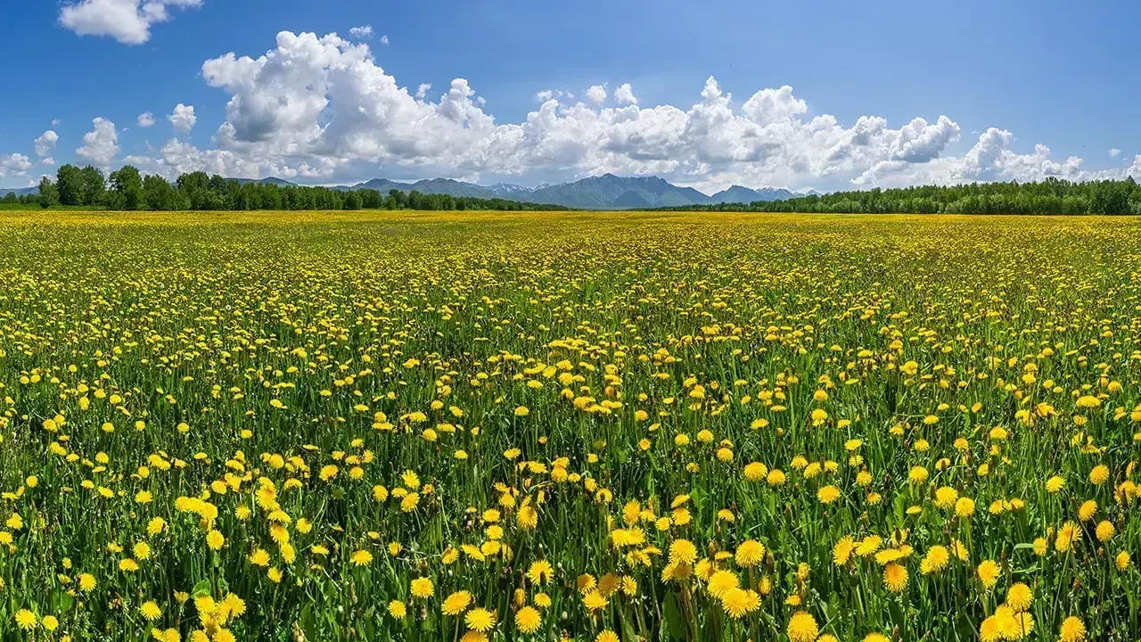 field, пример 1