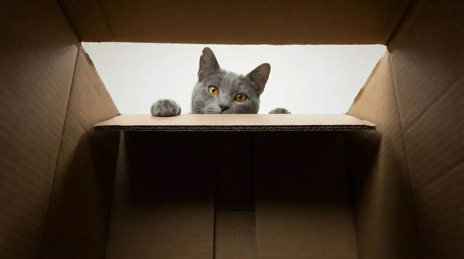 inside box view, пример 1
