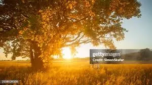 Golden Hour Light, пример 3