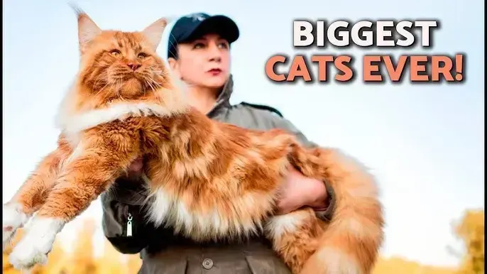Massive, пример 1