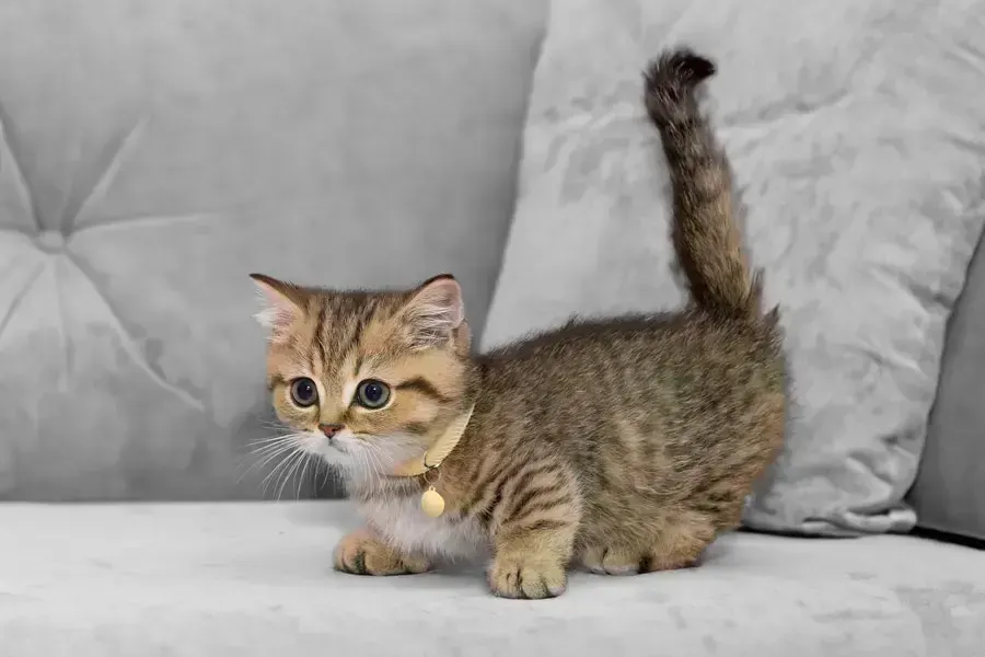 Short, пример 1