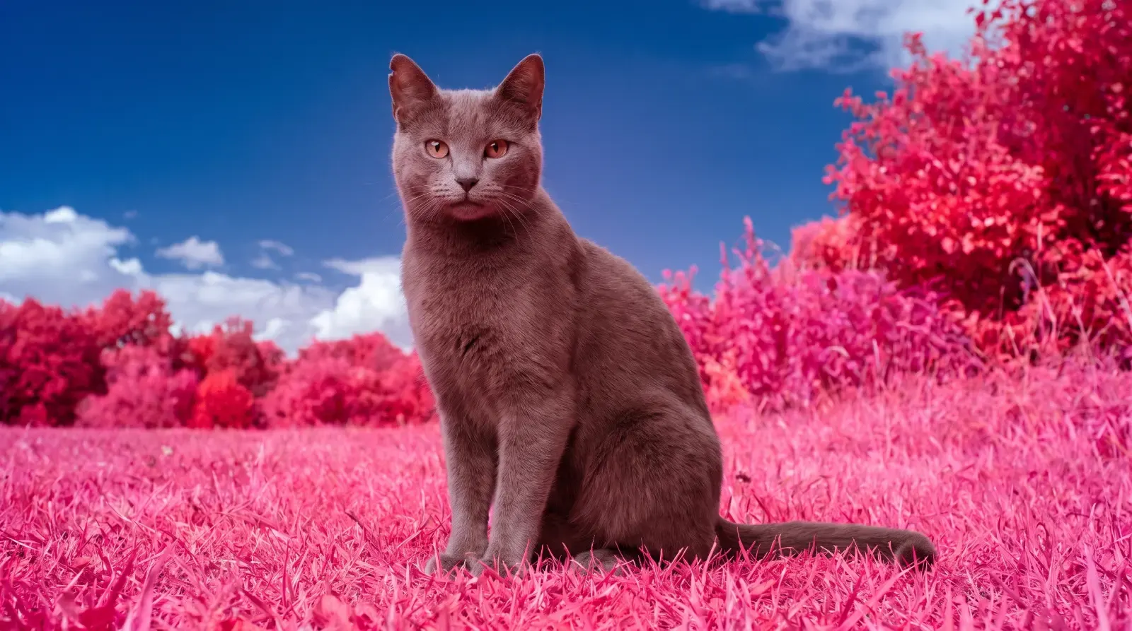 Aerochrome, пример 1