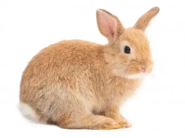 rabbit, пример 1