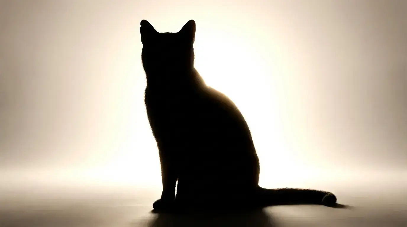 Contre-jour, пример 1