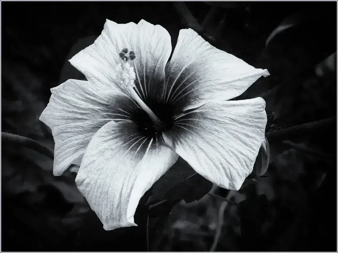 black and white, пример 4