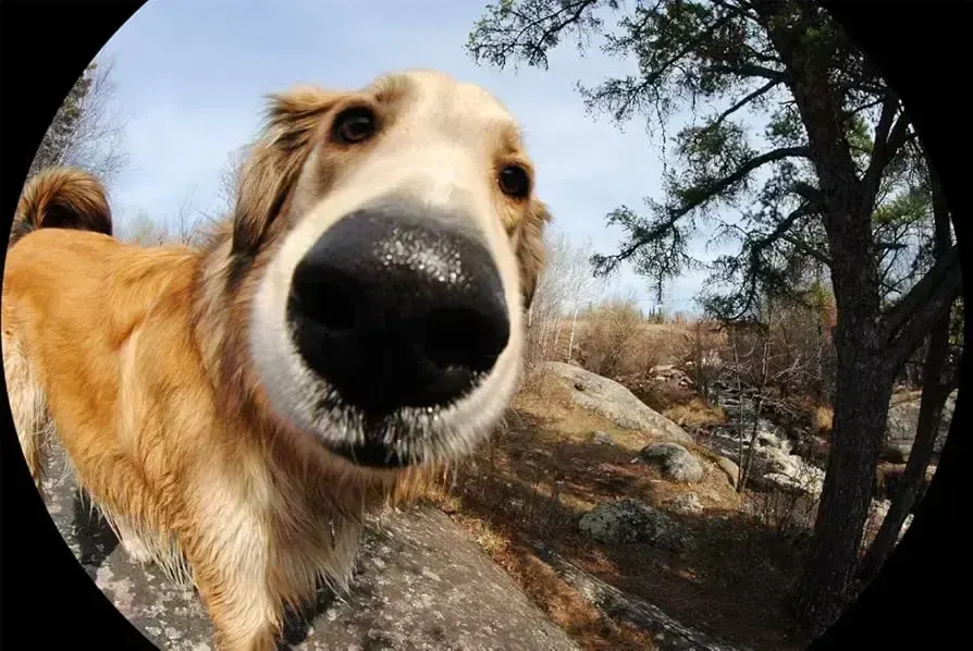 fisheye effect, пример 3