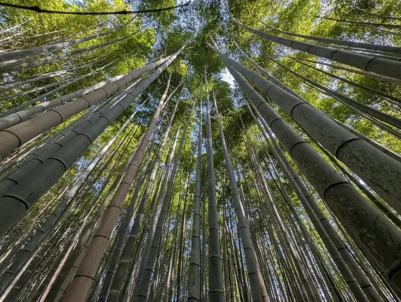 bamboo, пример 3