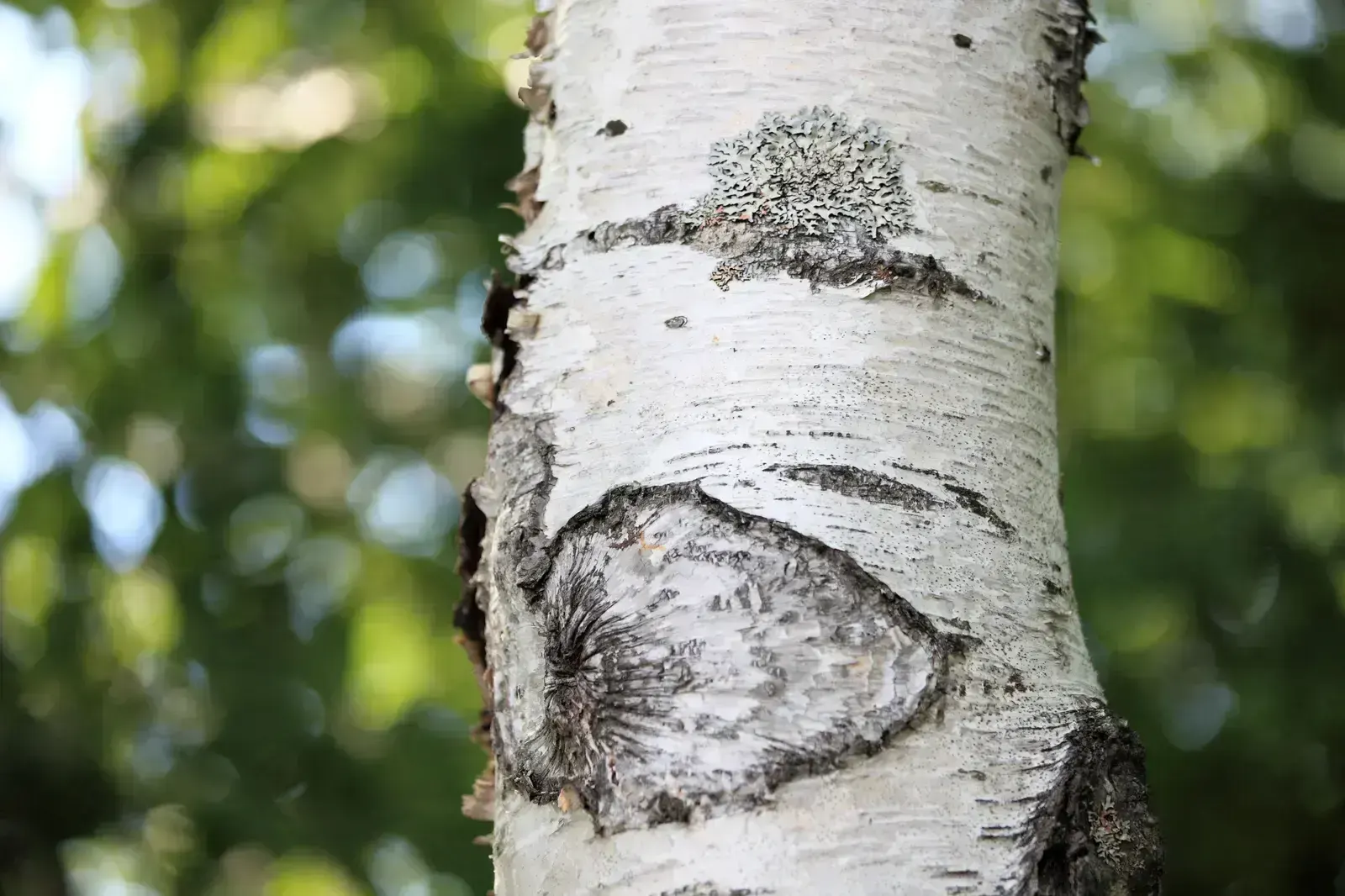 birch wood, пример 4