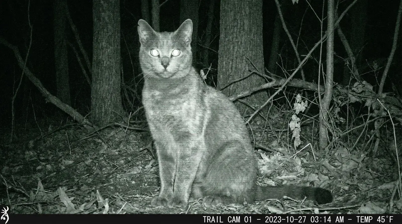 trail cam footage, пример 1