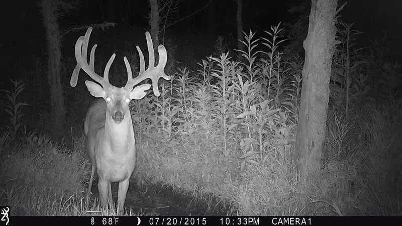 trail cam footage, пример 3