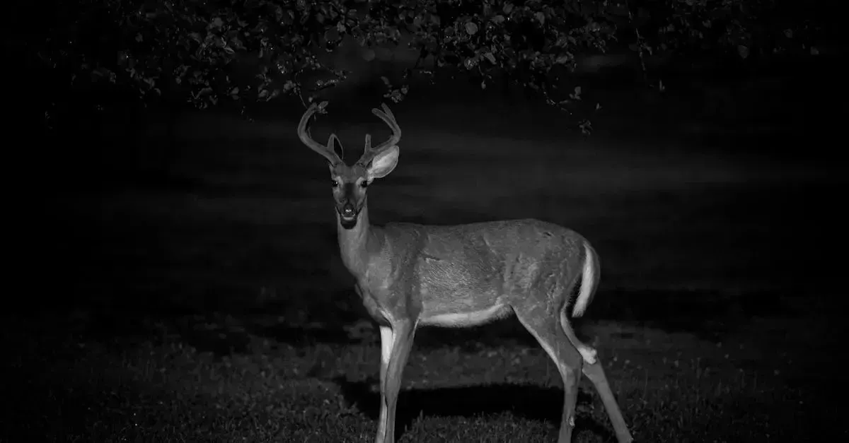 trail cam footage, пример 4