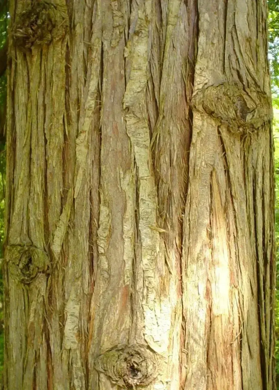 cedar wood, пример 3