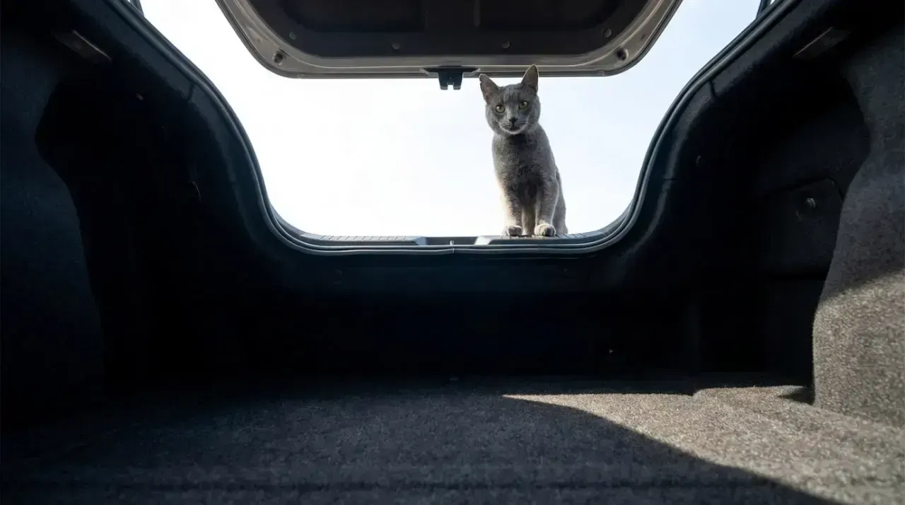 trunk shot, пример 1