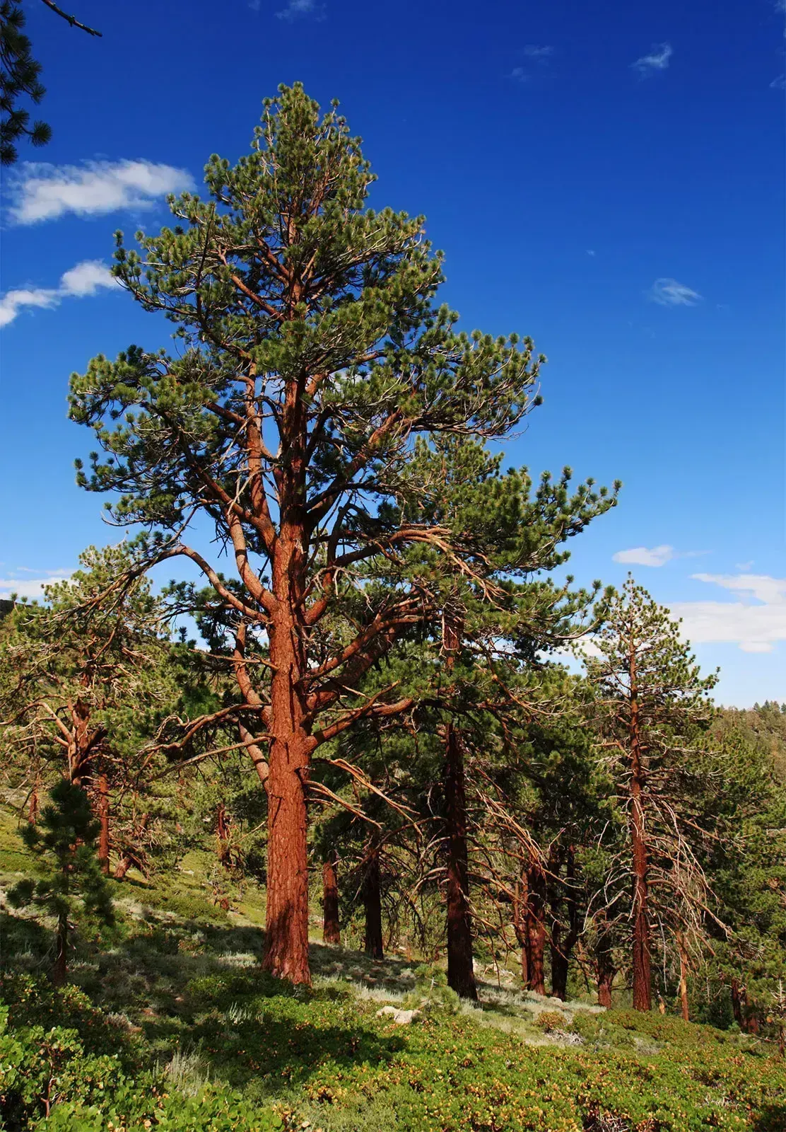 pine wood, пример 5