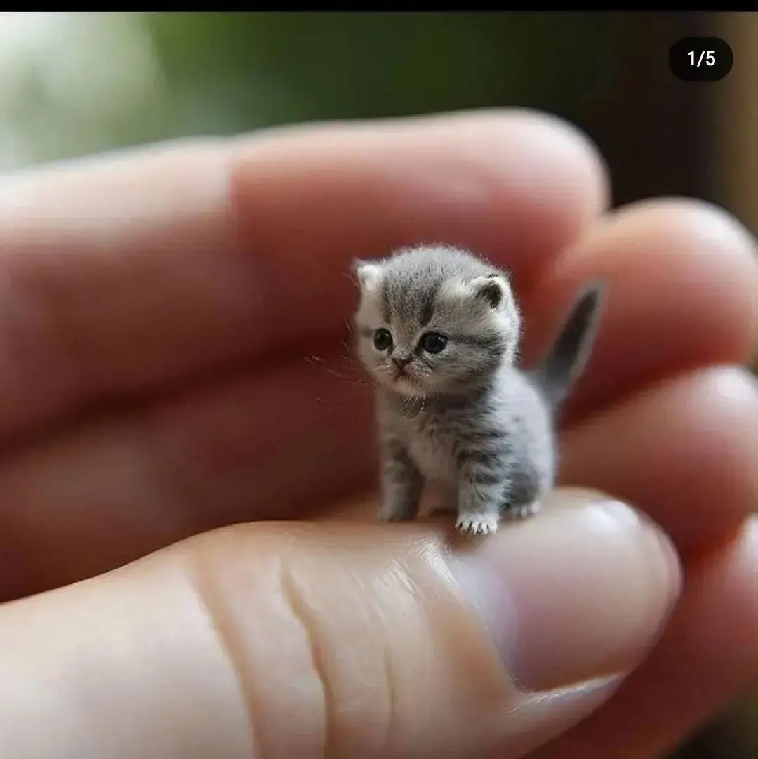 Tiny, пример 1