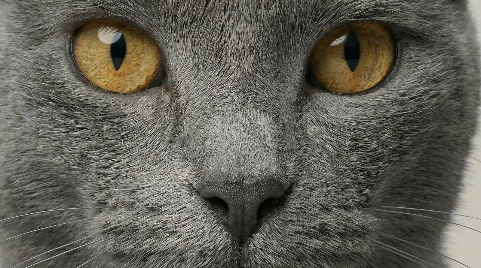 extreme close-up, пример 1