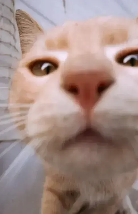 extreme close-up, пример 2