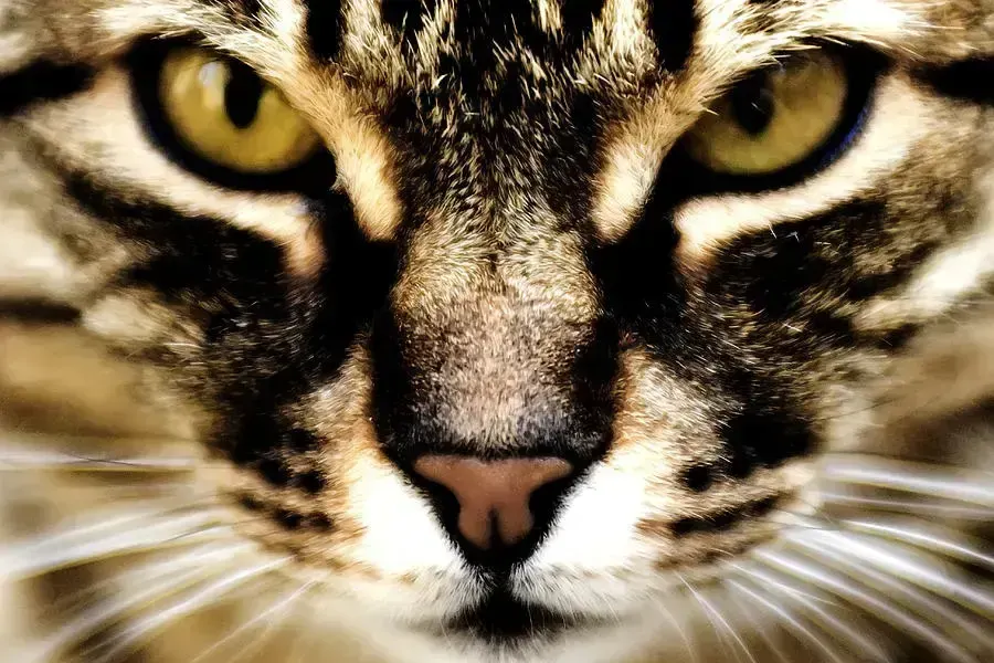 extreme close-up, пример 4