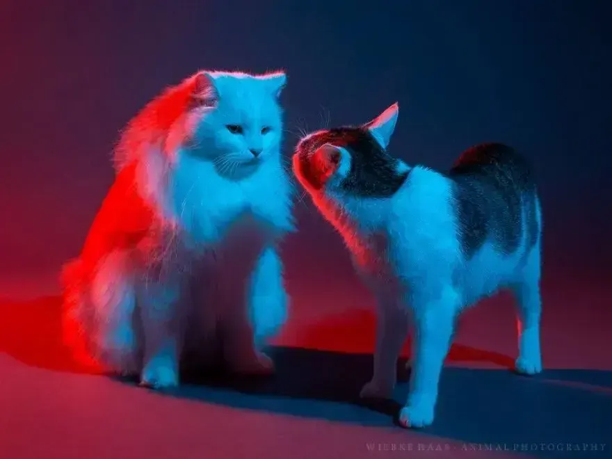 neon light, пример 3