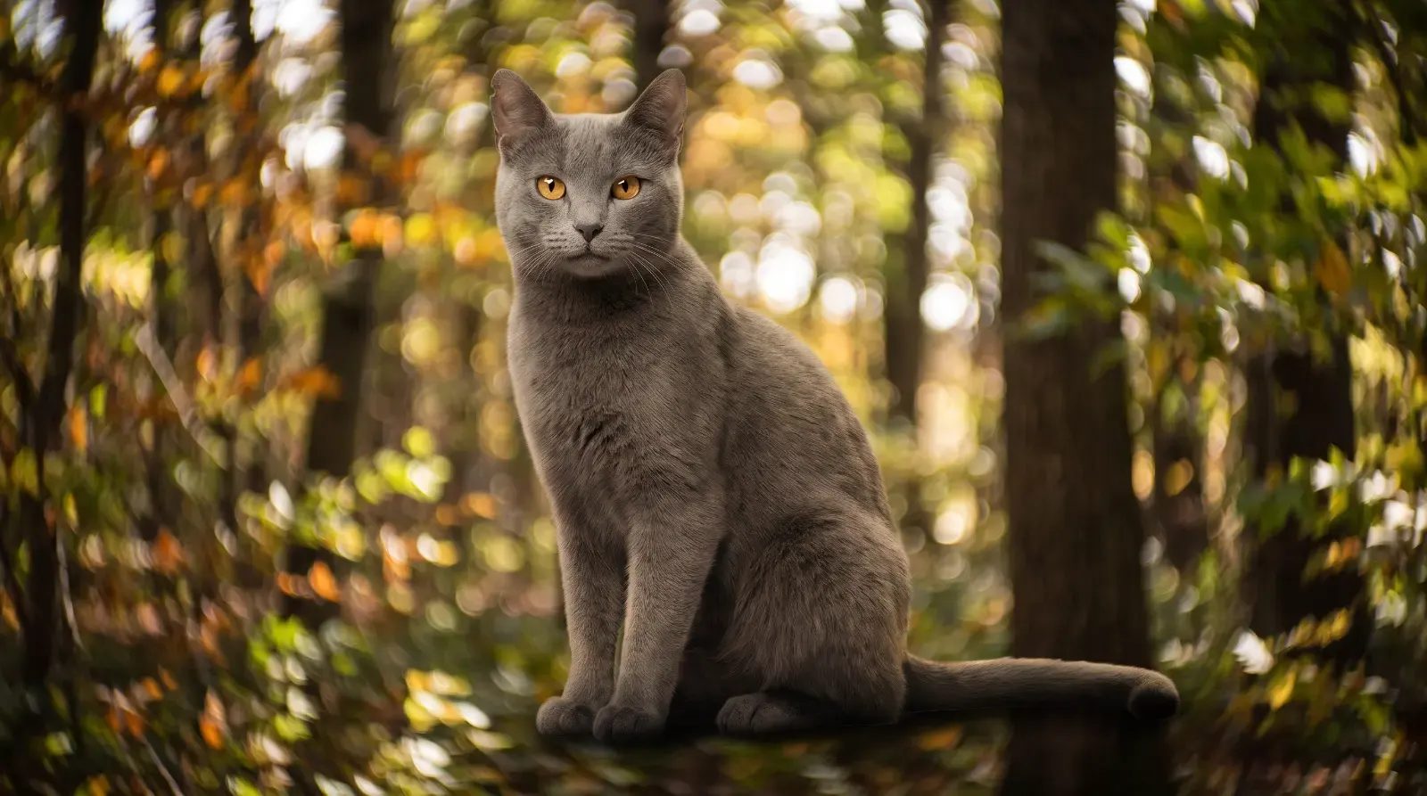Petzval effect, пример 1