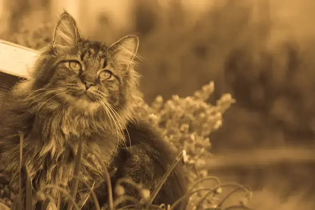 Sepia, пример 5
