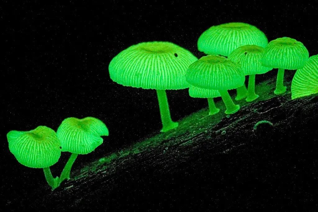 Luminescent, пример 3