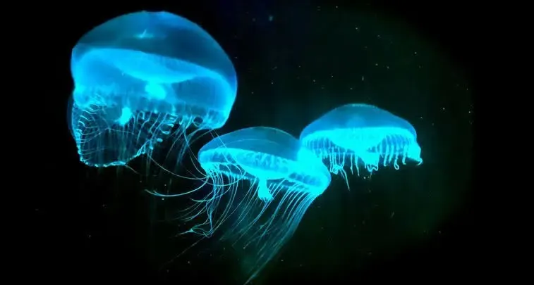 Luminescent, пример 4