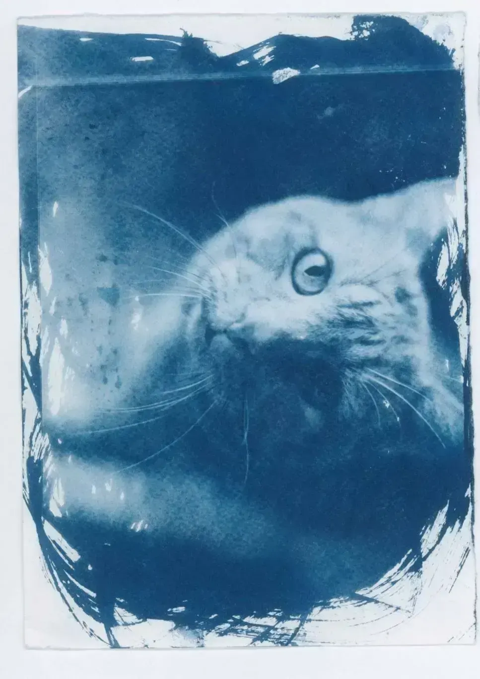 Cyanotype, пример 2