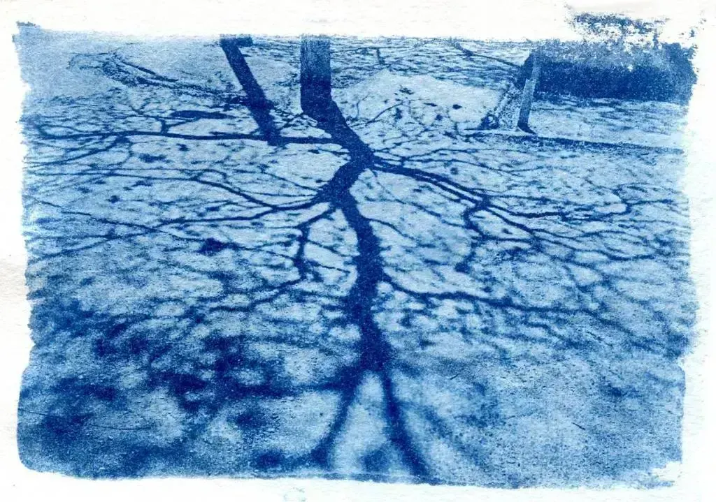 Cyanotype, пример 4