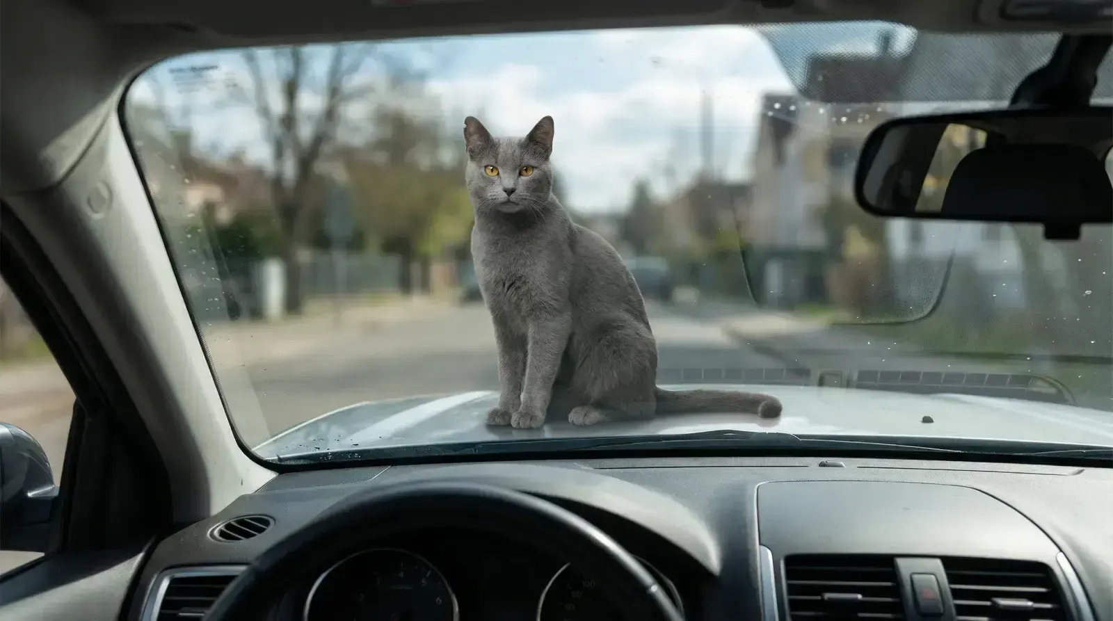 view windshield, пример 1