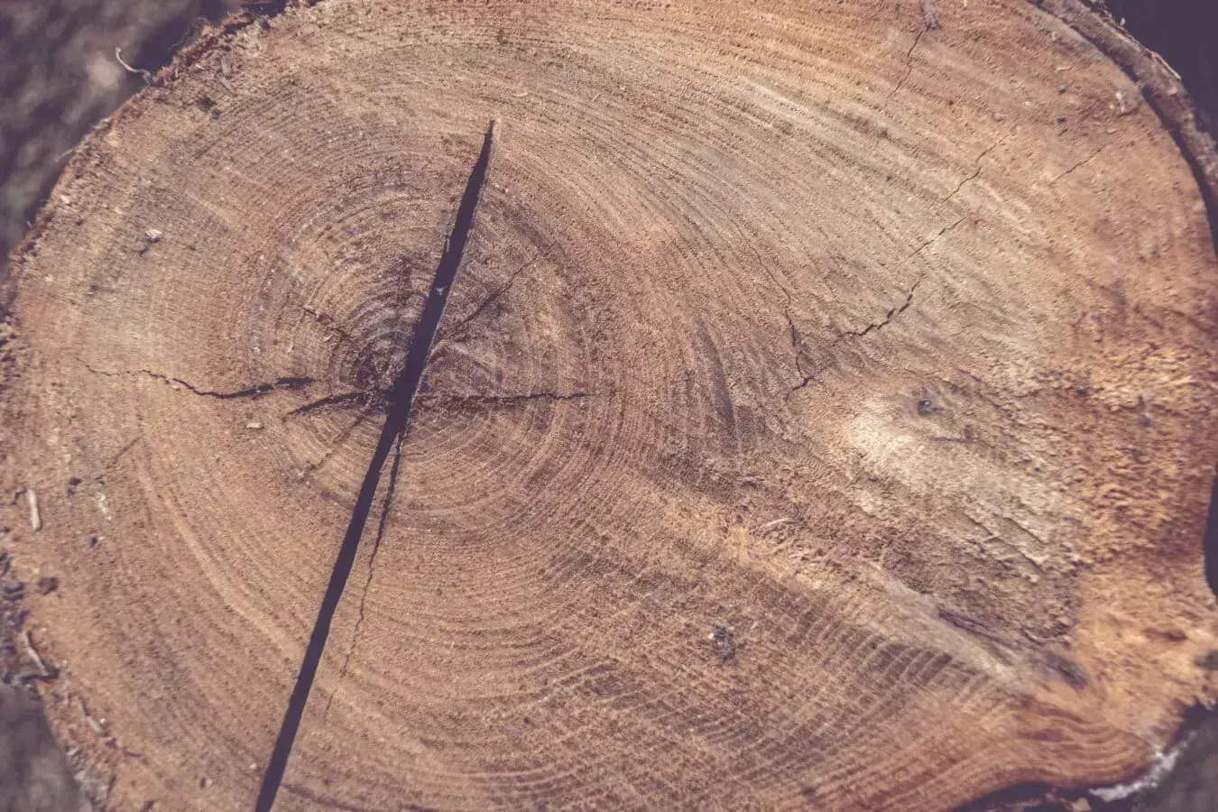 oak wood, пример 3