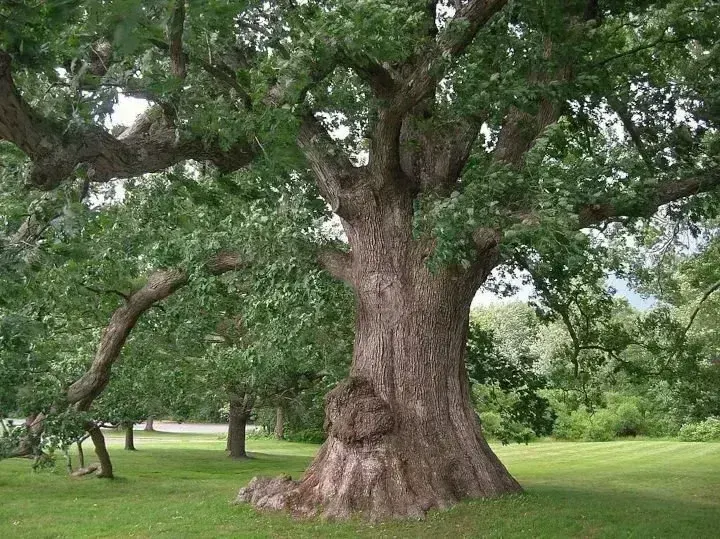 oak wood, пример 5