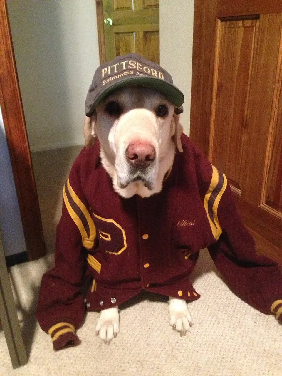 varsity jacket, пример 2